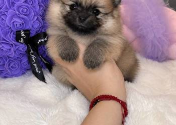 Sunia mini szpic miniaturowy pomeranian Orange Sable badania DNA !