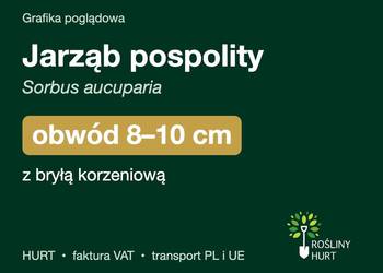 Jarząb pospolity (Sorbus aucuparia) obwód 8-10 cm, z bryłą – HURT