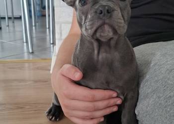 Suczka buldog francuski