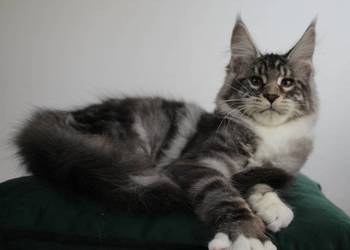 Dwie koteczki maine coon
