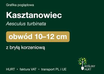 Kasztanowiec (Aesculus turbinata) obwód 10-12 cm, z bryłą – HURT