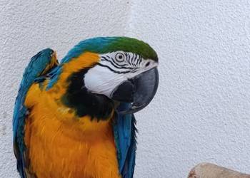 Samiec araruna 2012 r.