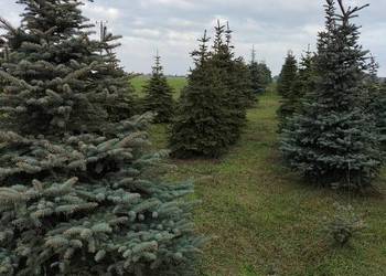 Choinka żywa świerk srebrny i zielony