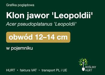 Klon jawor 'Leopoldii' obwód 12-14 cm, w pojemniku – HURT
