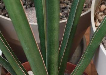 Sansevieria hybr Midnight Star (deserti x trifasciata) duża sansewieria