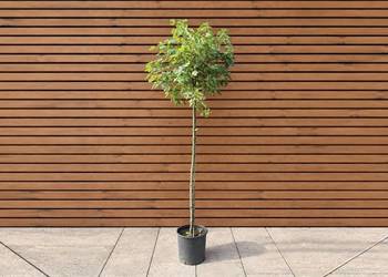 Klon polny 'Pulverulentum', wys. 180 cm, szczep. 120 cm