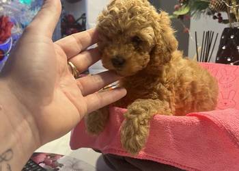 Pudel miniatura samiec