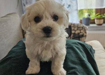 Szczeniaki maltańczyka