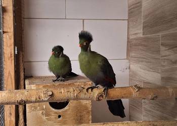 Turako białouche - para