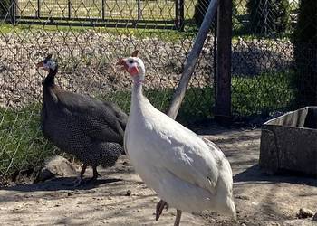 Jaja lęgowe perliczek, pantarek.