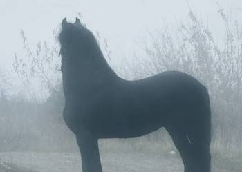 Koń ogier fryzyjski