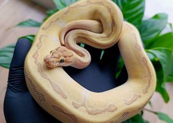 Pyton Królewski samiec Butter Enchi Fire Pinstripe