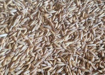 Sprzedam zboże mieszankę jęczmienia i owsa