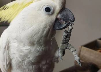 Kakadu źółtoczube