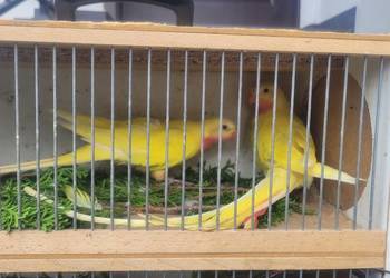 Papugi księżniczki walli lutino