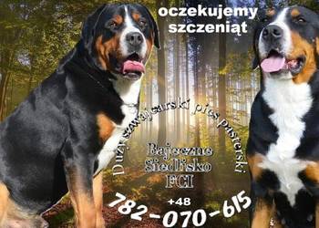 Duży Szwajcarski Pies Pasterski szczeniak szczeniaki oczekujemy marzec