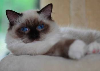 Toffi kotka Ragdoll gotowa do odbioru