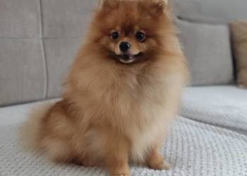 Pomeranian