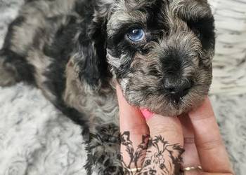 Śliczny piesek Blue Merle Pudel Miniaturowy Badania Genetyczne!