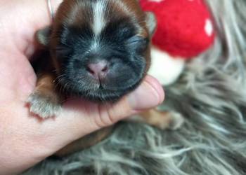 Shih-Tzu suczka odbiór w grudniu