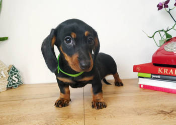 SUCZKA Jamnik krótkowłosy Czarna podpalana AURORA Kraków