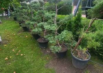 Drzewka Tuje Bonsai Najtaniej w zachodniopomorskim