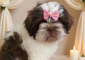 Biało czekoladowa śliczna suczka rasy Shih-Tzu