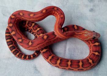 Wąż zbożowy samiec SCALELESS Red Factor het Hypo Diffused Amel węże zbożowe