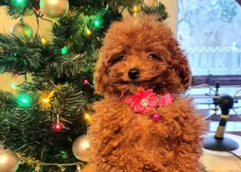 Pudel Toy,pudelek red śliczna suczka