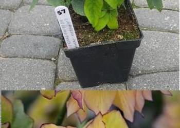 Ciemiernik zółty podwójny