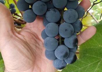 Winogron ciemny ekologiczny bez żadnej chemii słodki