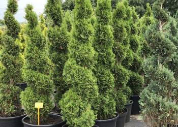 Bonsai Drzewa Formowane Spirala Szmaragd Wys. 180 cm Cena 35