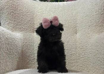 Słodka księżniczka Maltipoo - Pudel Toy i Maltańczyk nauczona czystości !!!