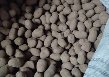 Sadzeniak Innovator kwalifikat klasa A