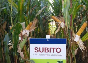 Kukurydza SU SUBITO fao 260 - na kiszonkę