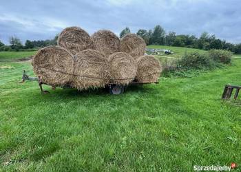 słoma z owsa bele 130/125