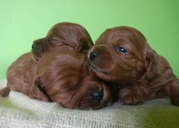 Cavapoo f1b