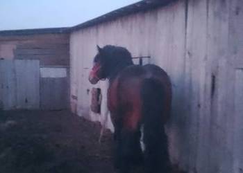 Sprzedam ogiera zimnokwistego