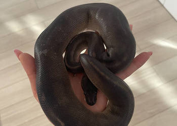 Python Regius | Samica | Black Head Black Pastel GHI poss Mahogany