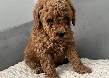 Pudel toy - chłopcy