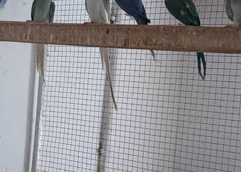 Aleksandretty obrożne lęgowe samice i samce!