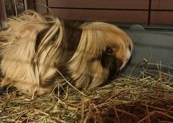 Świnka morska samiczka pół roczna