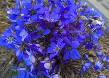 Przylaszczka zakwitnie w tym roku