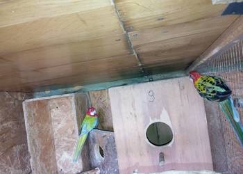 Rozelle białolice para lęgowa