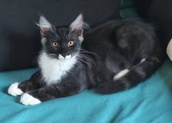 Kocu rasy Maine coon z rodowodem ostatni wolny