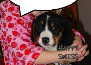 Duży Szwajcarski Pies Pasterski szczeniaki szczenięta miot wiosenny