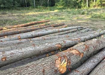 Drewno opałowe liściaste z wycinki S6 - Goleniów i Police