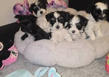 Sliczne pieski i suczki Hybryda York&Maltańczyk