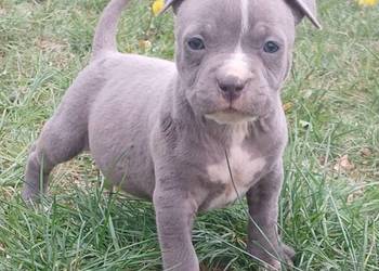 American Staffordsihre Terrier  szczeniak