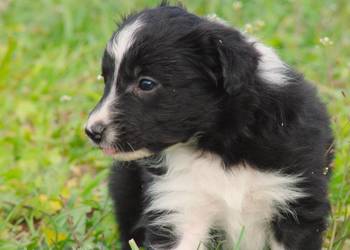 Border collie piesek z jedwabistym włosem